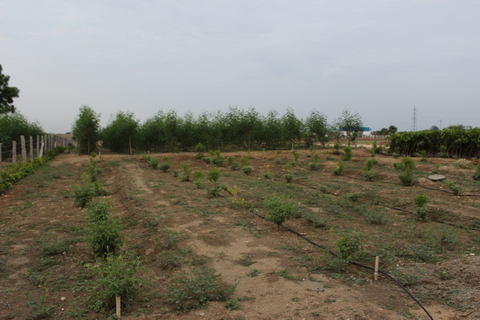 Sandalwood plants