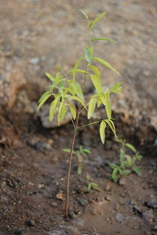 Sandalwood plant